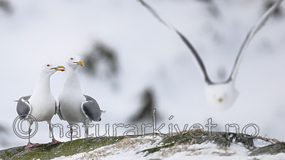 BB 13 0411 / Larus argentatus / Gråmåke